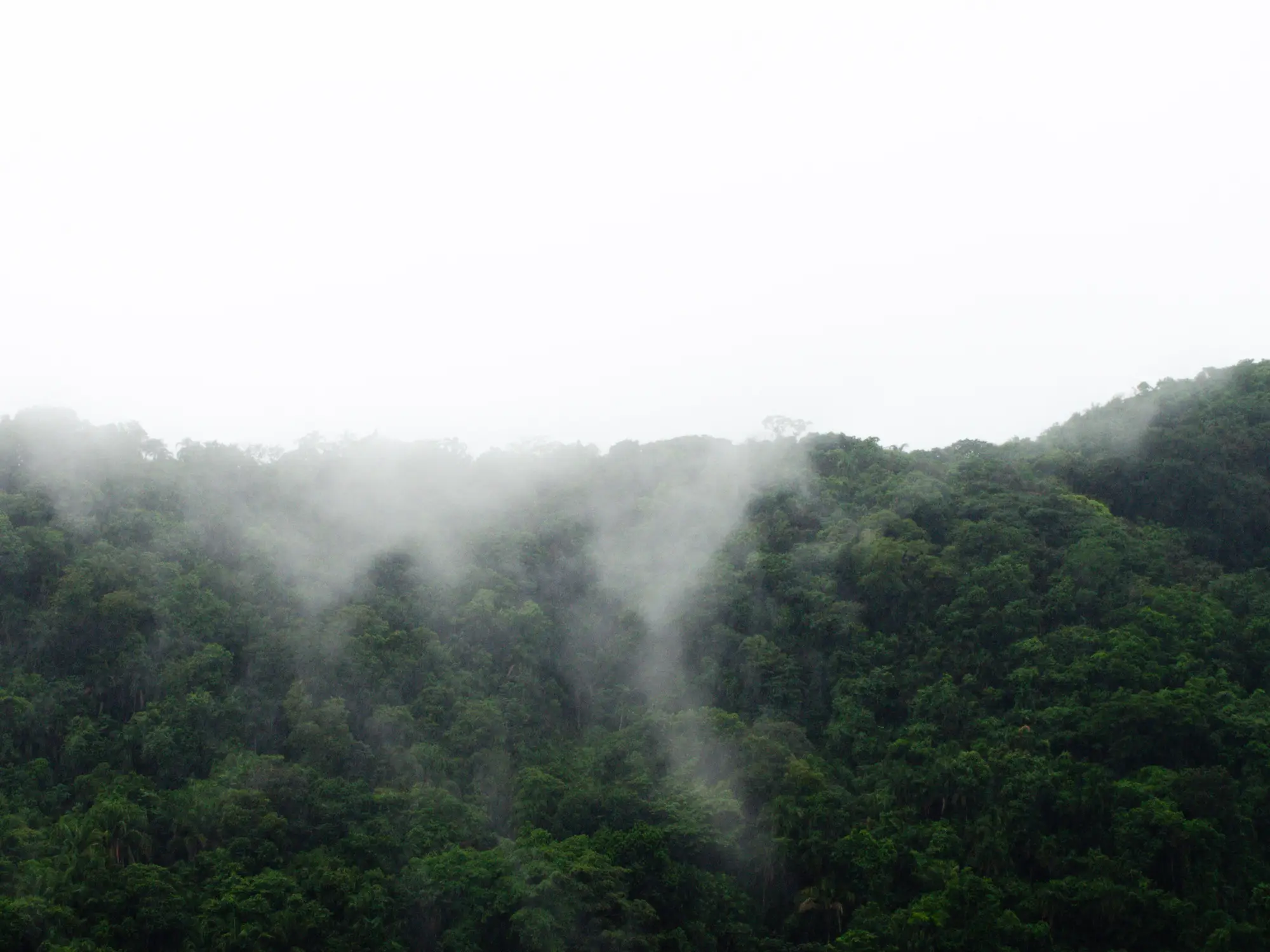 Low cloud drifting over rainforest hills