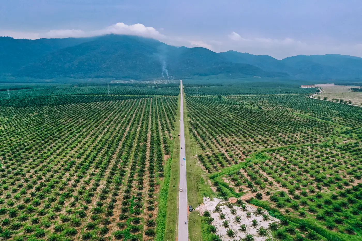 Aerial view of rows of palm plantation stretching toward distant mountains.